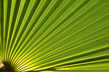 Green palm leaf