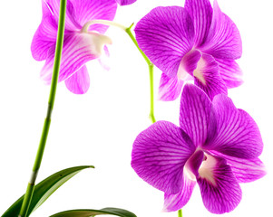 fleurs mauves orchidée phaleanopsis, fond blanc