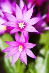Violet cactus flower, close up picture