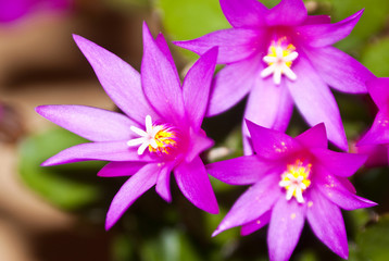 Violet cactus flower, close up picture