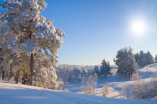 Fototapeta beautiful winter forest