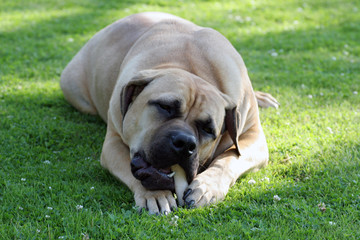 Boerboel