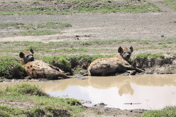 spotted hyena