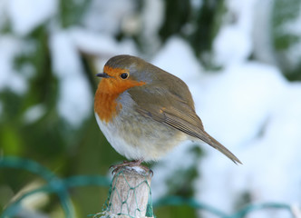 Robin in Winter