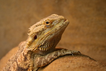 Bartagame