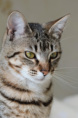 Obraz premium jolie chatte tigrée