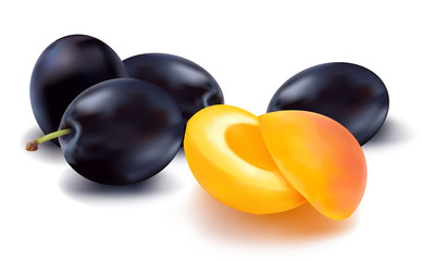 Vector illustration of the ripe apricot fruit with four plums.