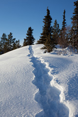 Snowshoe tracks in winter wonderland