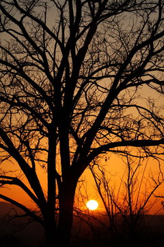 Sunset Tree