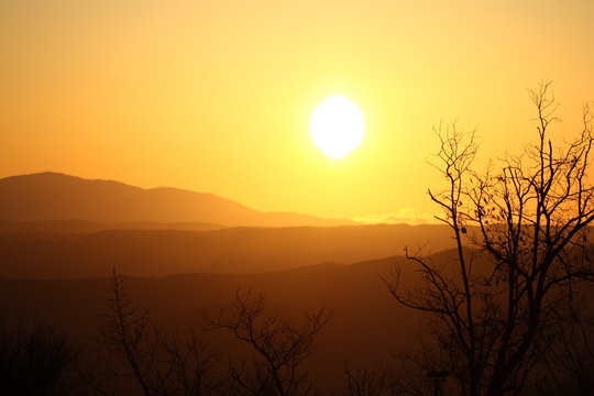 Sunset Tree 2