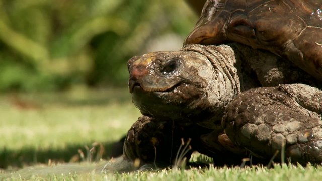 Schildkr&ouml;te badet