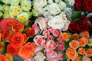 Roses