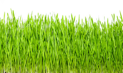 green grass