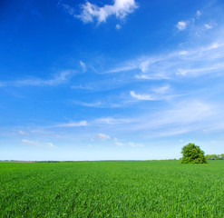 Obraz premium field with tree