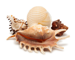 shells isolated on white
