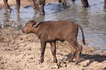 baby cape buffalo at water