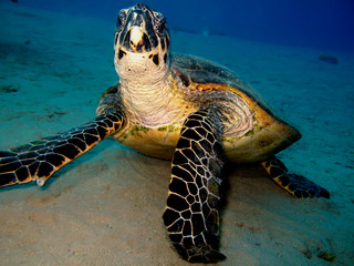 Hawksbill Turtle