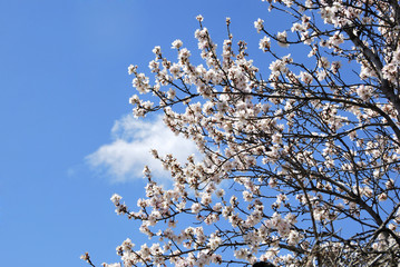 Allmond flowers