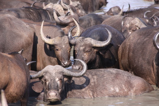 herd of cape buffalo