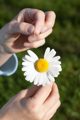 Camomile in female hands