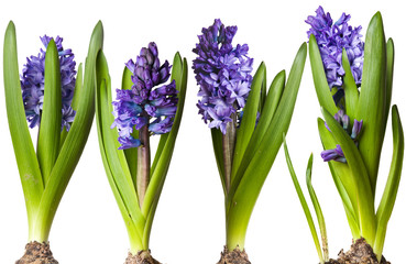 Hyacinths