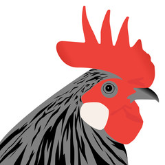 rooster © miro kovacevic