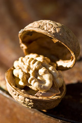 walnut