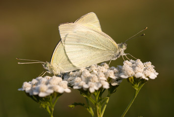 Two butterflies mating on a white flower