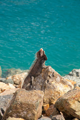Iguana in the Caribbean