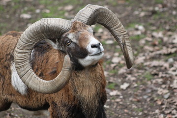 Mufflon