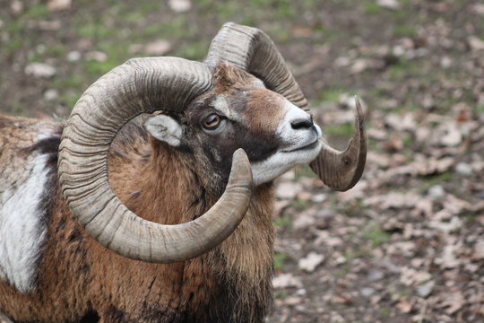 Mufflon