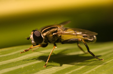 Hoverfly on a green leaf