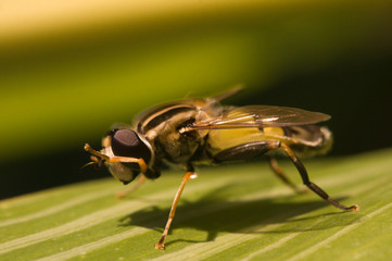Hoverfly on a green leaf