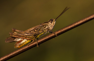 Brown grasshopper