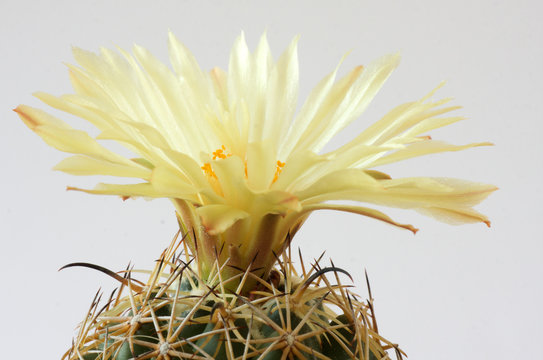 Yellow Cactus Flowers