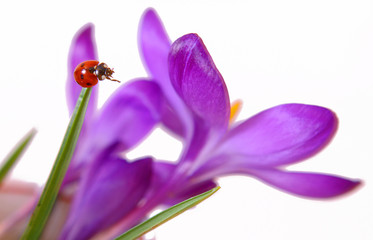 Fototapeta premium glücksbringer-marienkäfer