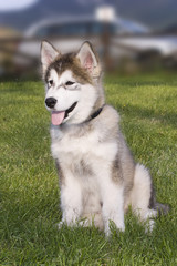 Cane da slitta © Piero Gentili