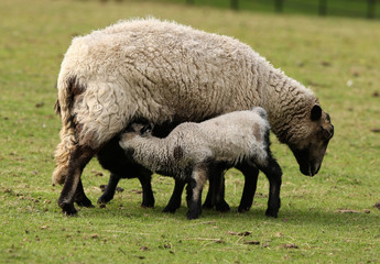Fototapeta premium Spring Lamb enjoying a drink from mum