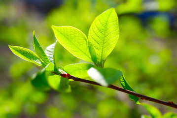 Fresh green leaf highlighted by sun.