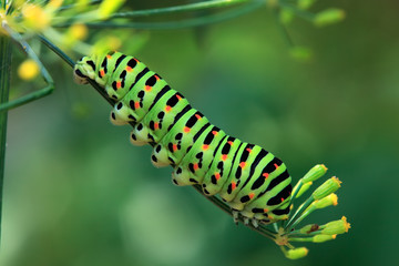 Swallowtail caterpillar