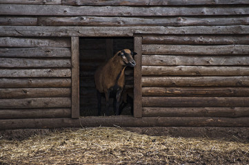 Ziege im Stall