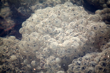 tadpoles incubation