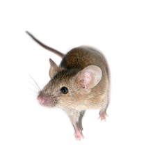 mouse pet
