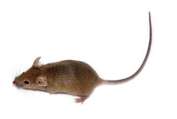 mouse isolated on white