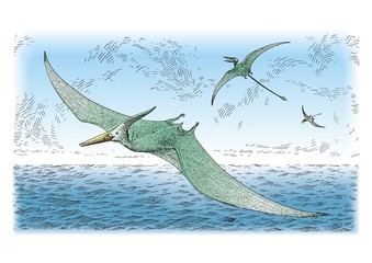 Prehistoric birds vector © Olga Rutko