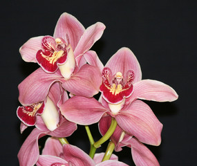 Pink Cymbidium orchid 3