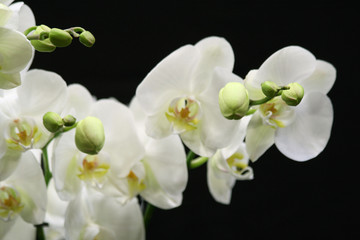 Naklejka na ściany i meble White Palaenopsis orchid 4