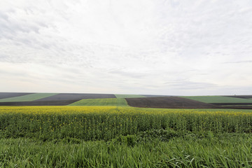 champ vert avec un ciel gris