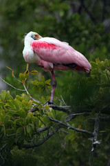 Roseate Spoonbill
