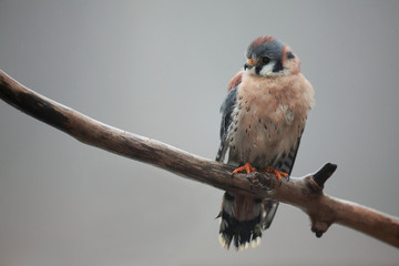 American Kestrel